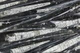 Polished Fossil Orthoceras (Cephalopod) Plate - Morocco #359626-1